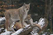 Nationalpark Bayerischer Wald